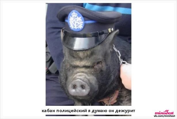 Включи кабан добрый фикс. Смешные кабанчики. кабан мем.