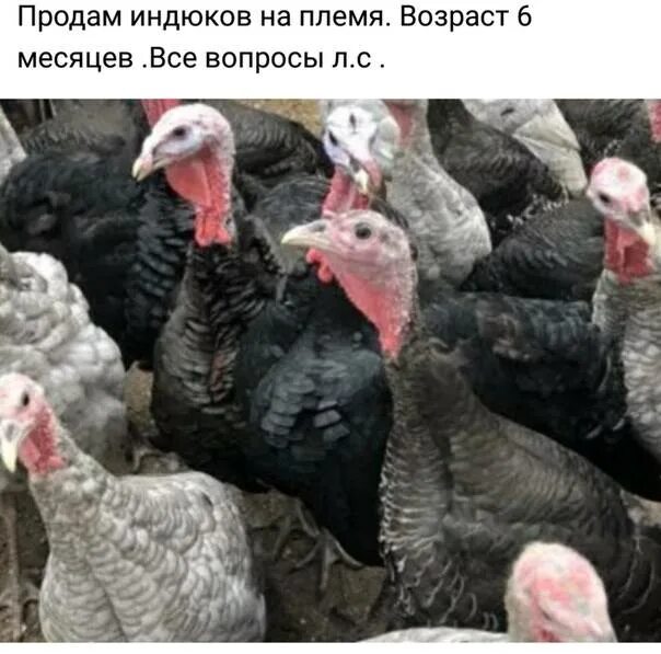 Как определить индюков. Пол для индюков. индюки возраст 1 месяц. отличить индюка от индюшки. индюшка и индейка разница.