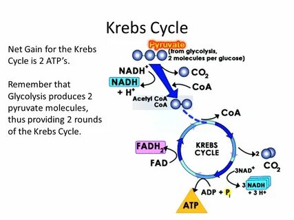 Krebs