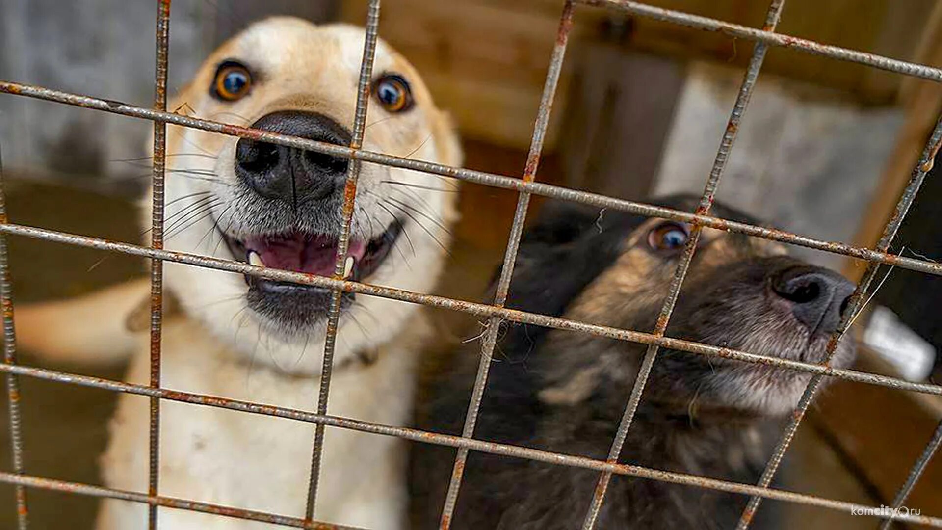 Безнадзорное содержание животных. Безнадзорное содержание животных. Бездомные собаки отдыхают. Отлов бродячие животные. Отлов бродячих животных.