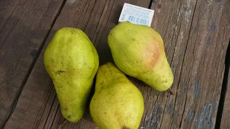 Груша заметная описание сорта фото Груша видная фото