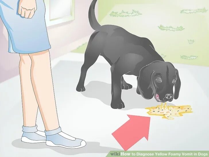 Dog vomiting green outlet and not eating
