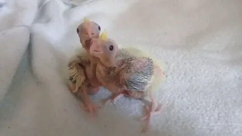 Вылупившиеся птенцы кореллы