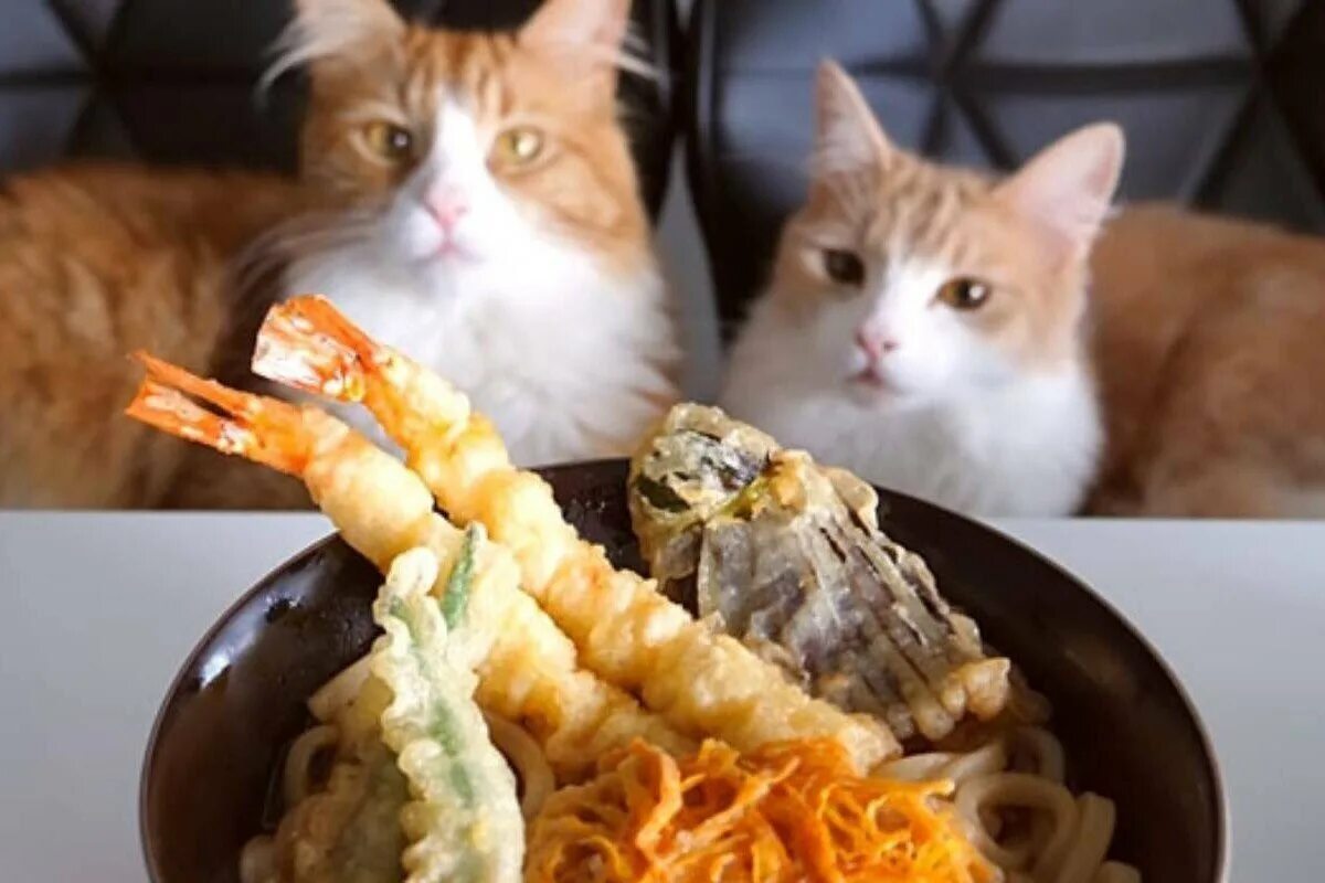 Cats kitchen. Кошачья кухня. Кот лапша. Кошка на кухне. Место для еды кошки.