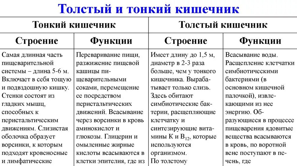 Толстая и тонкая кишка функции и строение таблица. Сравнение строение тонкого и Толстого кишечника. Тонкий кишечник и толстый кишечник строение и функции таблица. Сравнительная характеристика тонкой и толстой кишки таблица.