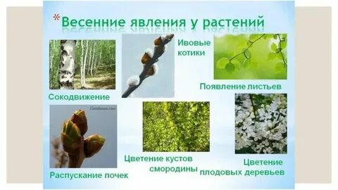 Жизнь растений весной и летом