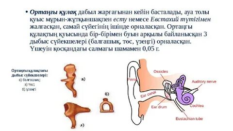 Жас немересі бар секс атасы