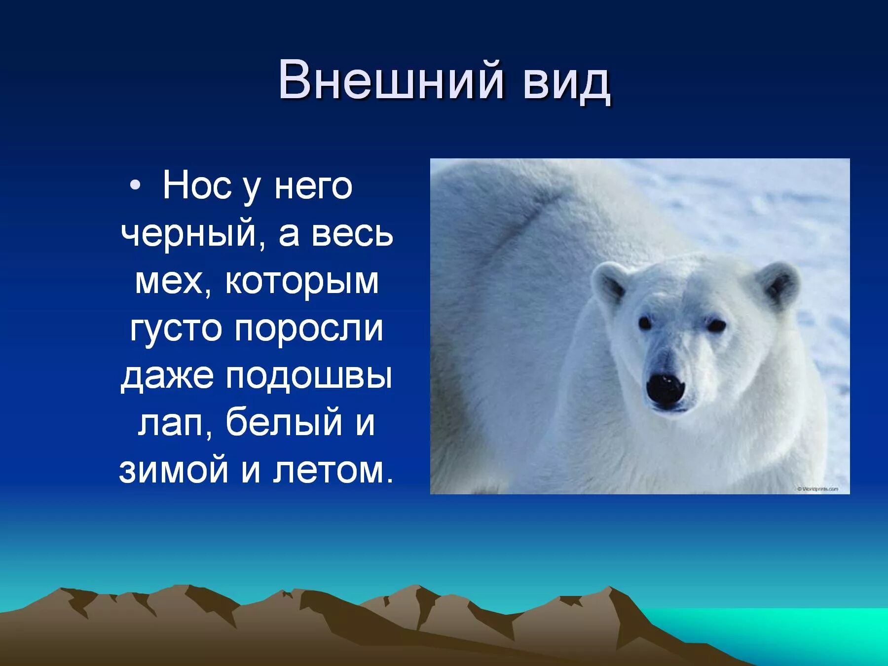 Текст белый медведь 4 класс. Доклад про белого медведя. Рассказ о белом медведе. Внешний вид белого медведя. Белый медведь презентация.