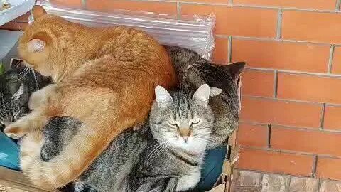 2 кота теплый