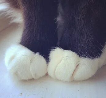 Белая лапа кота