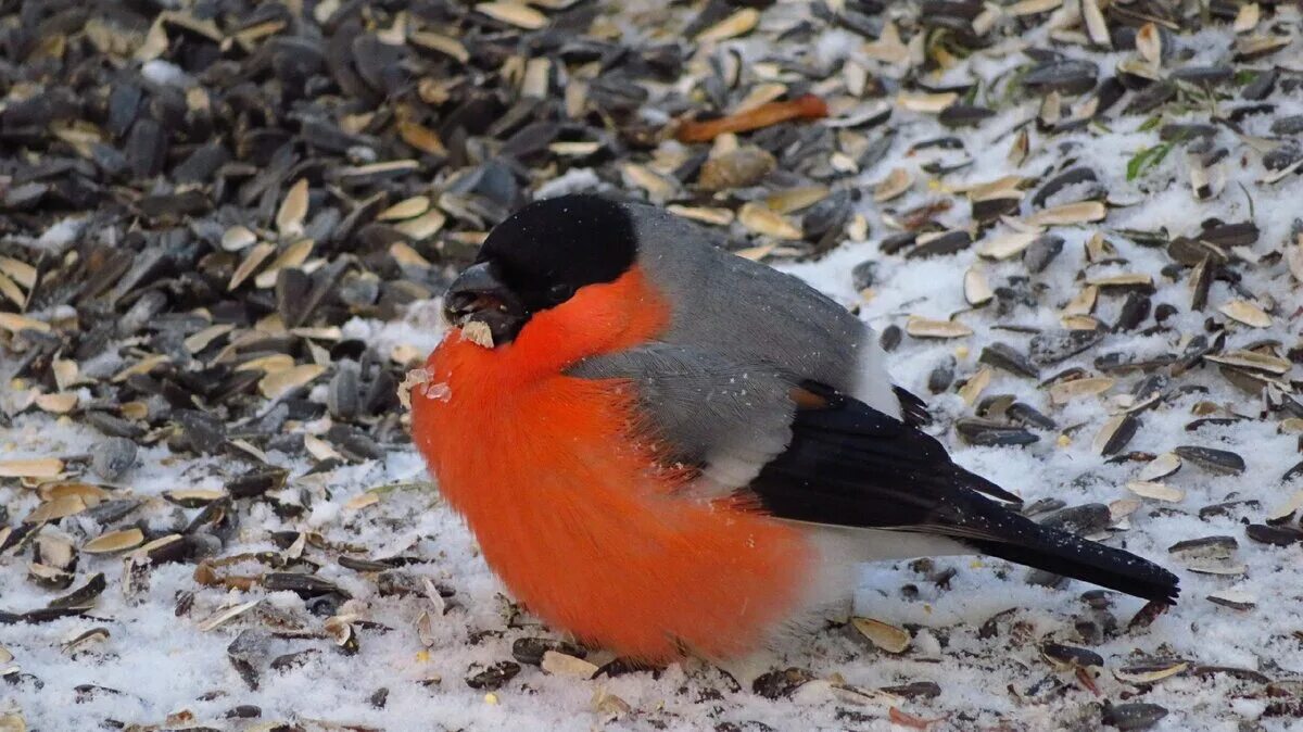 Куда пропали снегири?. Лисичка с снегирь. Снегири прилетели. Где обитают снегири. Викторов снегирек.
