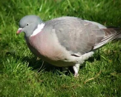 Похожие на голубей