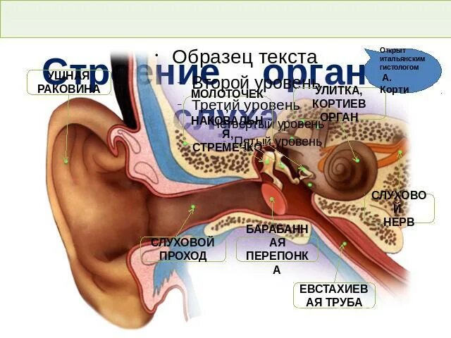 Тест по теме орган слуха. Анатомия уха евстахиева труба. Строение уха евстахиева труба. Евстахиева труба где открывается. Куда выходит евстахиева труба.