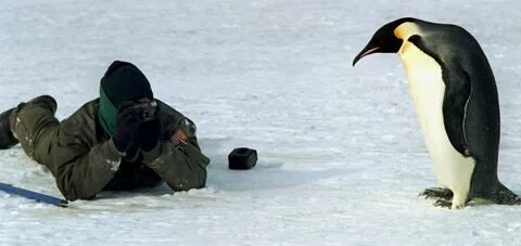 Пингвин 2011