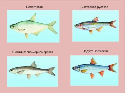 Рыбы лекция