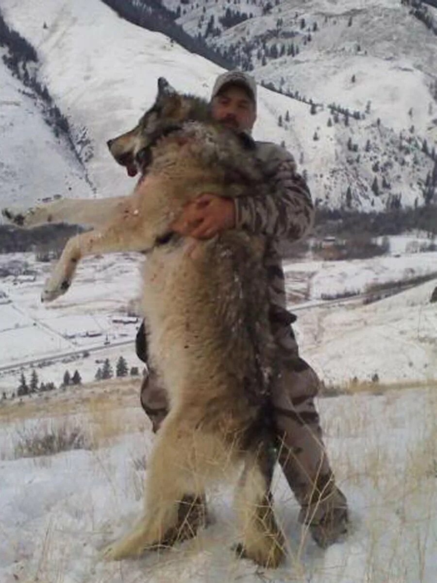 Самой большой волк в мире. Якутский Полярный волк. Сибирский волк большой. Якут и алабай.