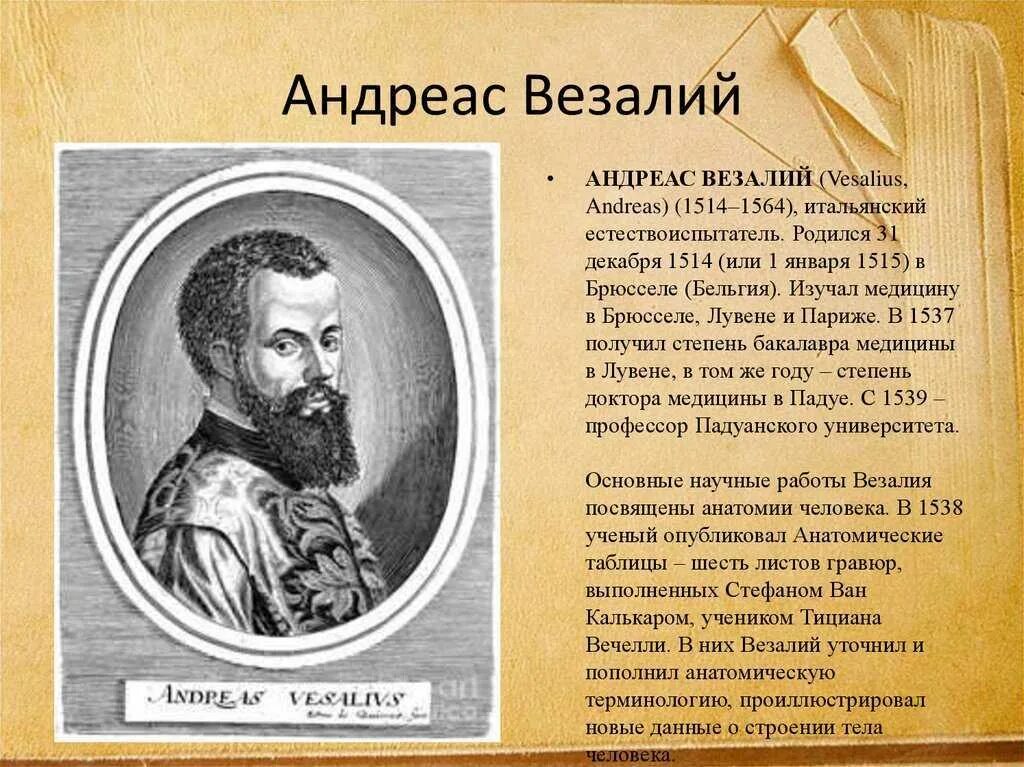 Везалий достижения. Андреас везалий (1514-1564). везалий (1514-1564). андреас везалий вклад кратко.