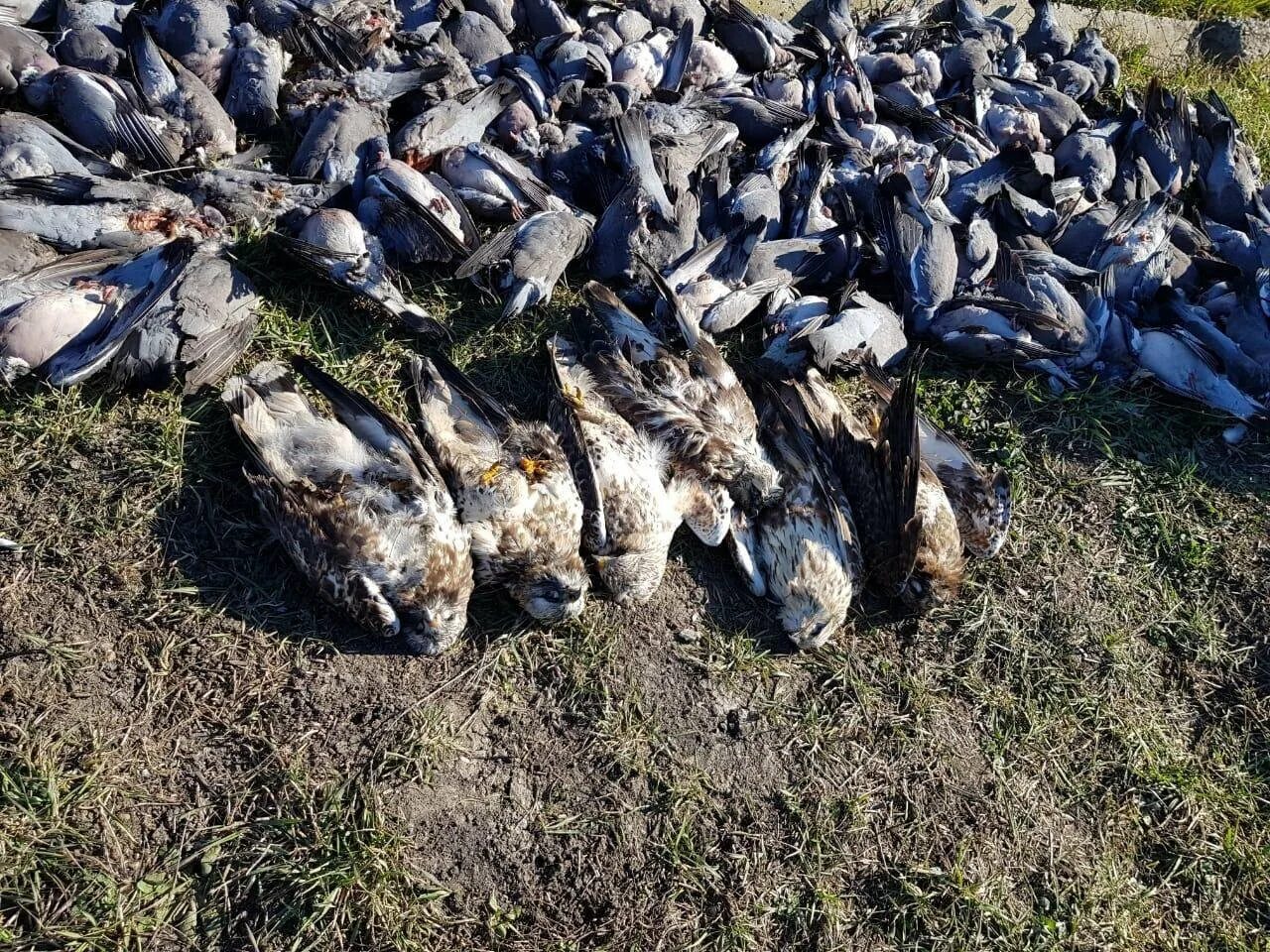 Птицы гибнут. Массовая гибель животных.