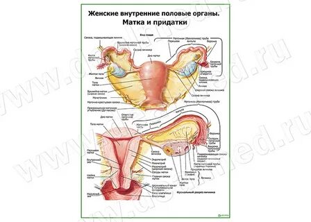 Женские внутренние органы схема