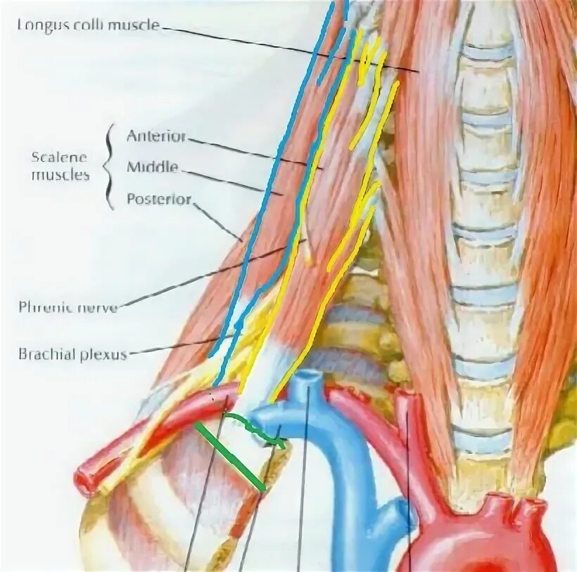 Лестнично позвоночный треугольник шеи топографическая анатомия. Лестнично позвоночный треугольник шеи. Лестнично позвоночный треугольник шеи. Подключичная вена в предлестничном промежутке. Топография лестнично-позвоночного треугольника.