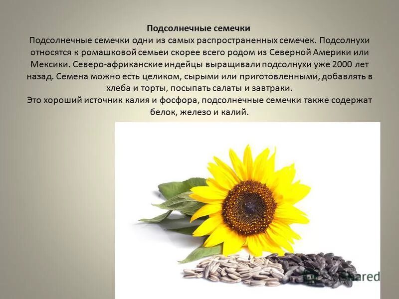 Семечки подсолнечника вред и польза для организма. Чем полезен подсолнух. Семечки. Подсолнечник семечки полезны для организма. Польза семян подсолнечника.