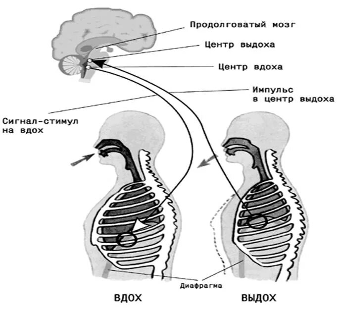 При выдохе у человека происходит. Механизм вдоха и выдоха схема. Физиология дыхания механизм вдоха и выдоха. Механизм дыхательных движений вдоха и выдоха. Диафрагма механизм вдоха и выдоха.