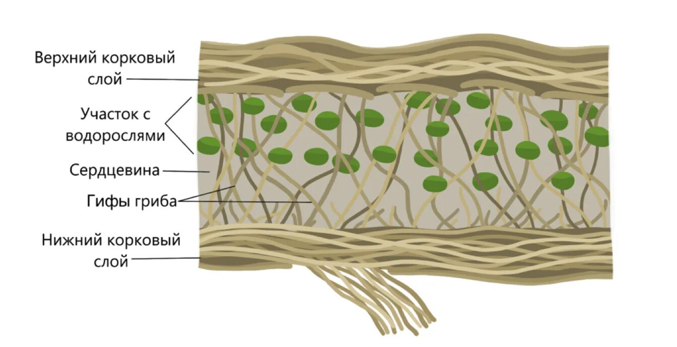 Строение лишайника. Клетки водоросли с гифами гриба. Строение лишайника ЕГЭ биология. Клеточная стенка лишайника.