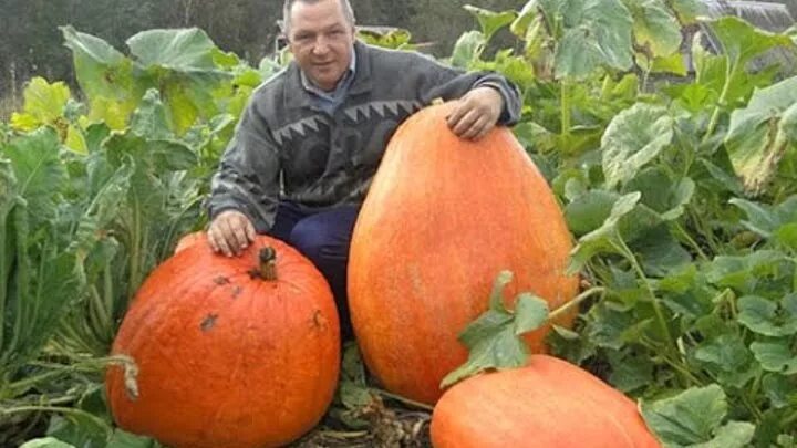 Тыква на грядке. Большая тыква на огороде. Тыква растет. Большая тыква на грядке. Наш сосед вырастил огромную тыкву