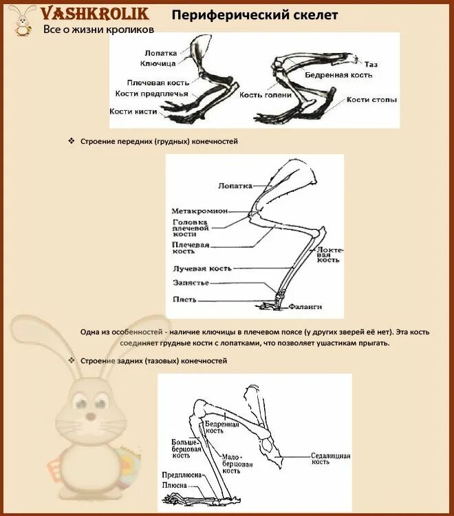 Особенности строения скелета кролика. Строение задней конечности кроликов. Скелет кролика конечности описание. Скелет передней конечности кролика. Строение конечностей зайца скелет.