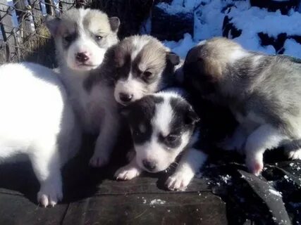 Щенки лаек от рабочих собак