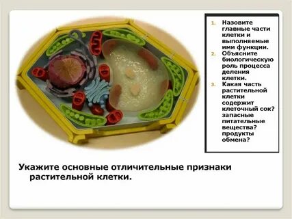 Основные признаки растительной клетки