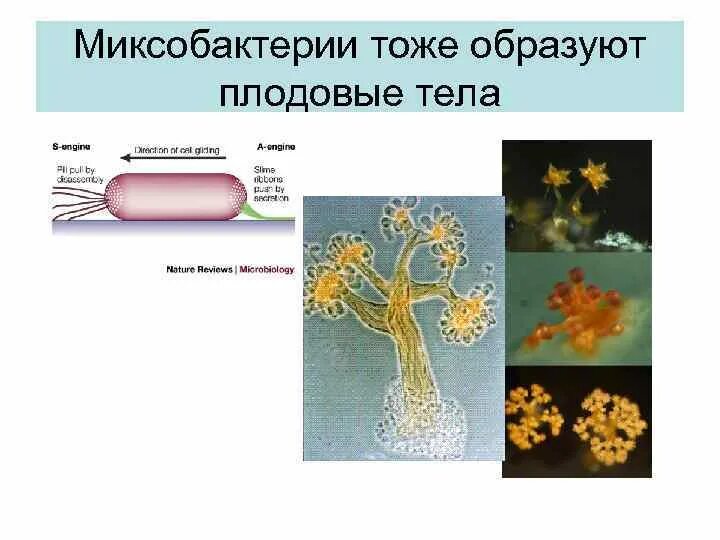 Бактерии формируют плодовые тела. Sorangium cellulosum. Бактерии формируют плодовые тела. Бактерии разновидности названия. Миксобактерии представители.