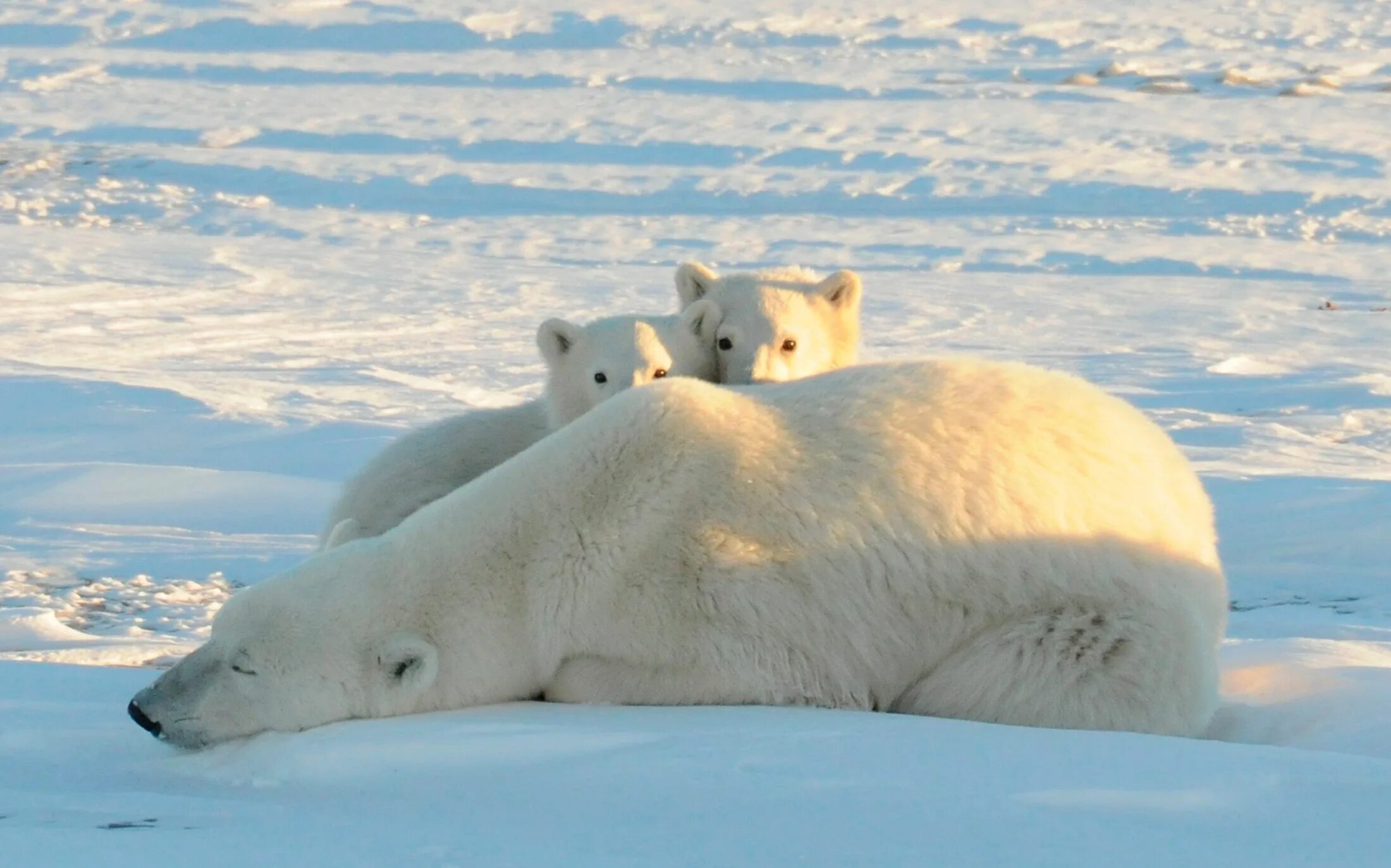 Северный Ледовитый океан белый медведь. Северный Ледовитый океан животные белый медведь. Белые медведи в Арктике. Звери Арктики.