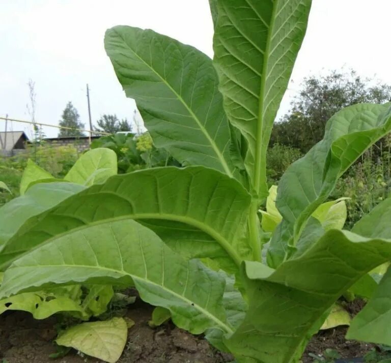 Сорт табака nicotiana. Махорка герцеговина флор. Табак гавана голд. Сорта табака американ. Сорт табака "ahus".