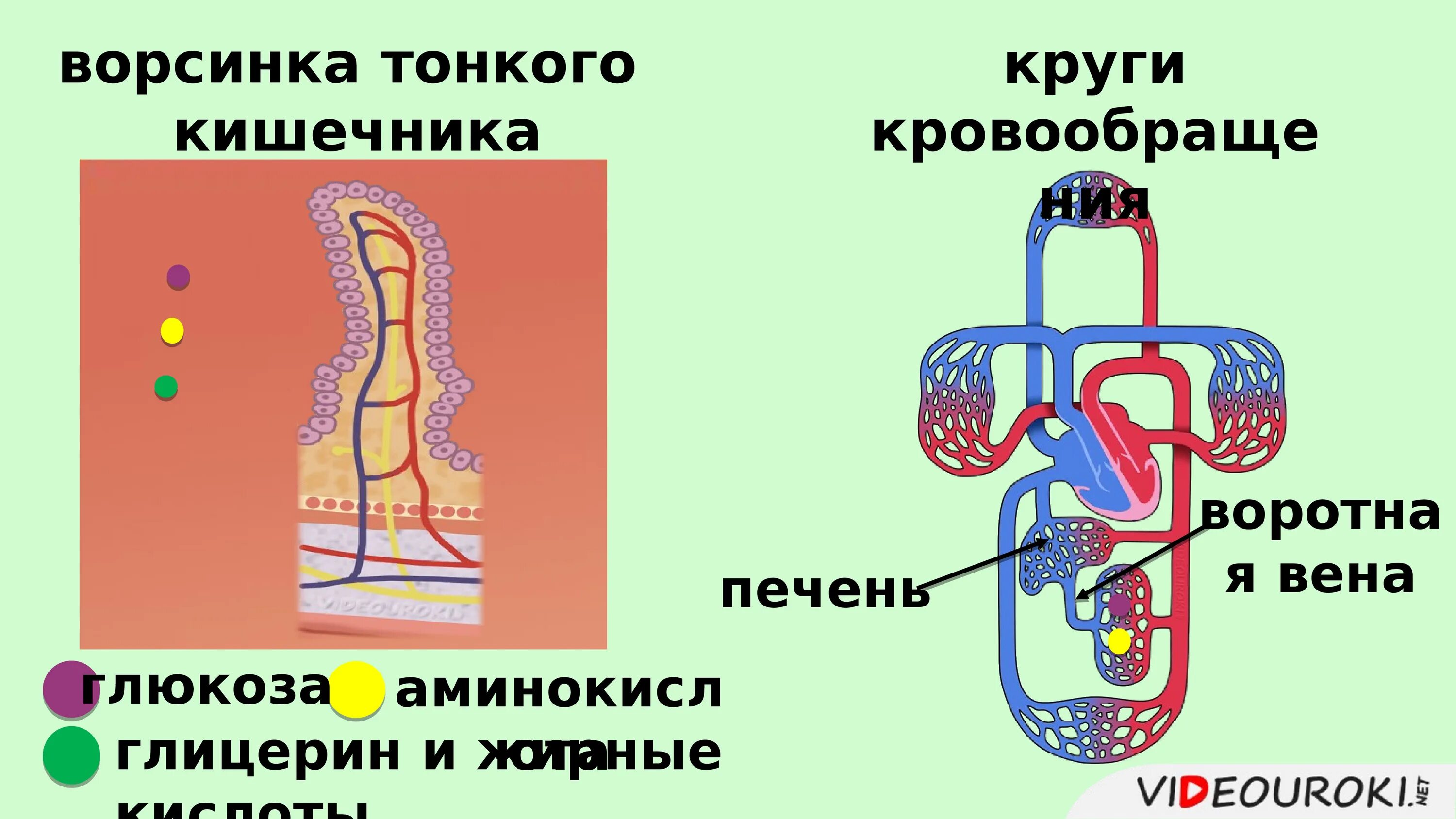 В ворсинках тонкого кишечника в кровь всасываются. Пищеварение в кишечнике всасывание питательных веществ. Кишечник ворсинки всасывание. Пищеварение и всасывание в тонком кишечнике. Всасывание в кишечных ворсинках.