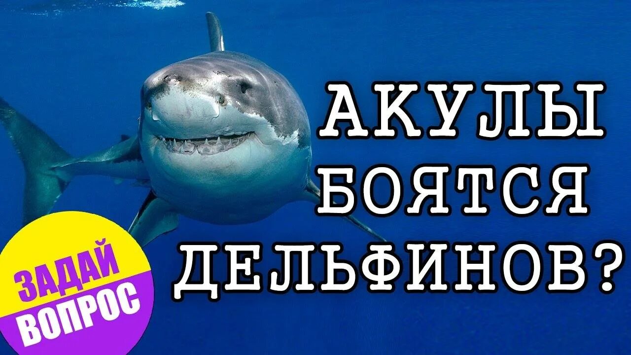 Почему акулы боятся пузырей. Акулы боятся дельфинов. Почему акулы боятся дельфинов. Почему акула боится дельфина. Почему акулы боятся дельфинов удивительные факты.