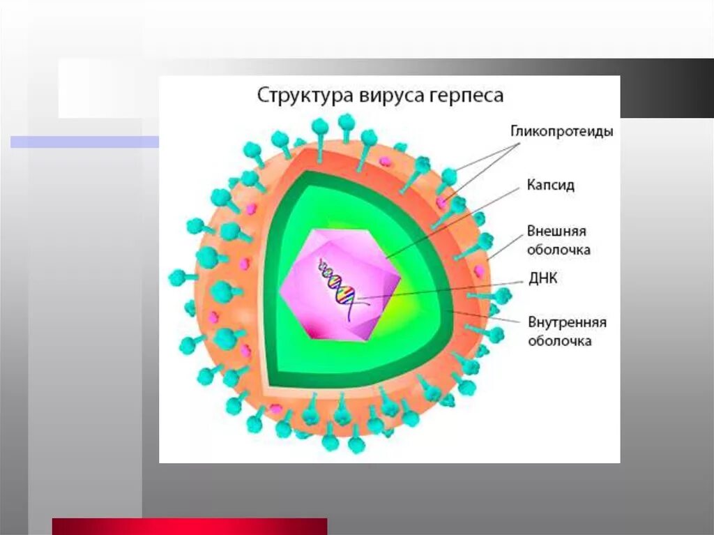Вирусы герпеса форум. Строение вириона герпесвируса. схема строения вируса герпеса. строение вириона герпесвирусов. схема строения вируса простого герпеса.