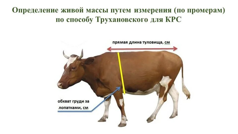 Выход бычка. Измеритель веса КРС методом. Схема промеров КРС. Таблица промеров КРС. Промеры КРС молочного направления.