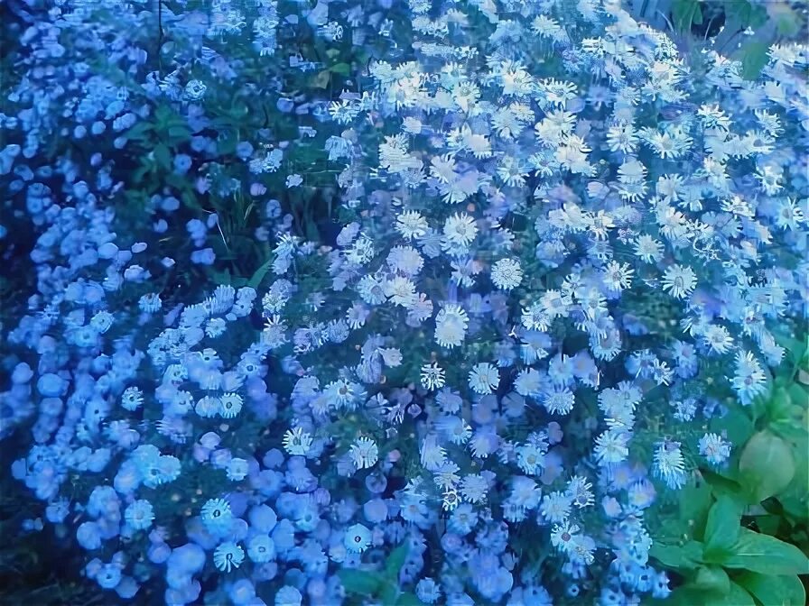 Низкорослые многолетние цветы для могилы. Dianthus pungens. Флокс шиловидный почвопокровный. Цветы для кладбища неприхотливые многолетние засухоустойчивые. Засухоустойчивые цветы для кладбища.