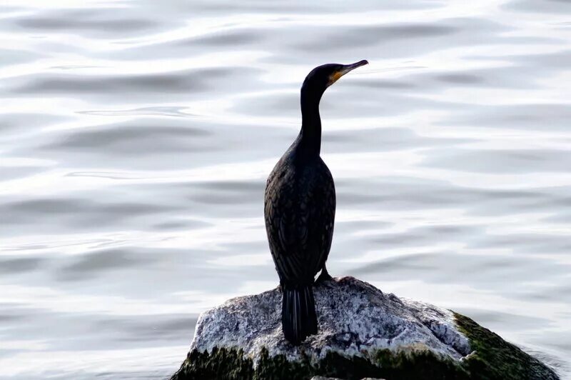 утка нырок черная. большой баклан птица. водоплавающие птицы екатерининский парк. лысуха черноморская. черная лысуха.