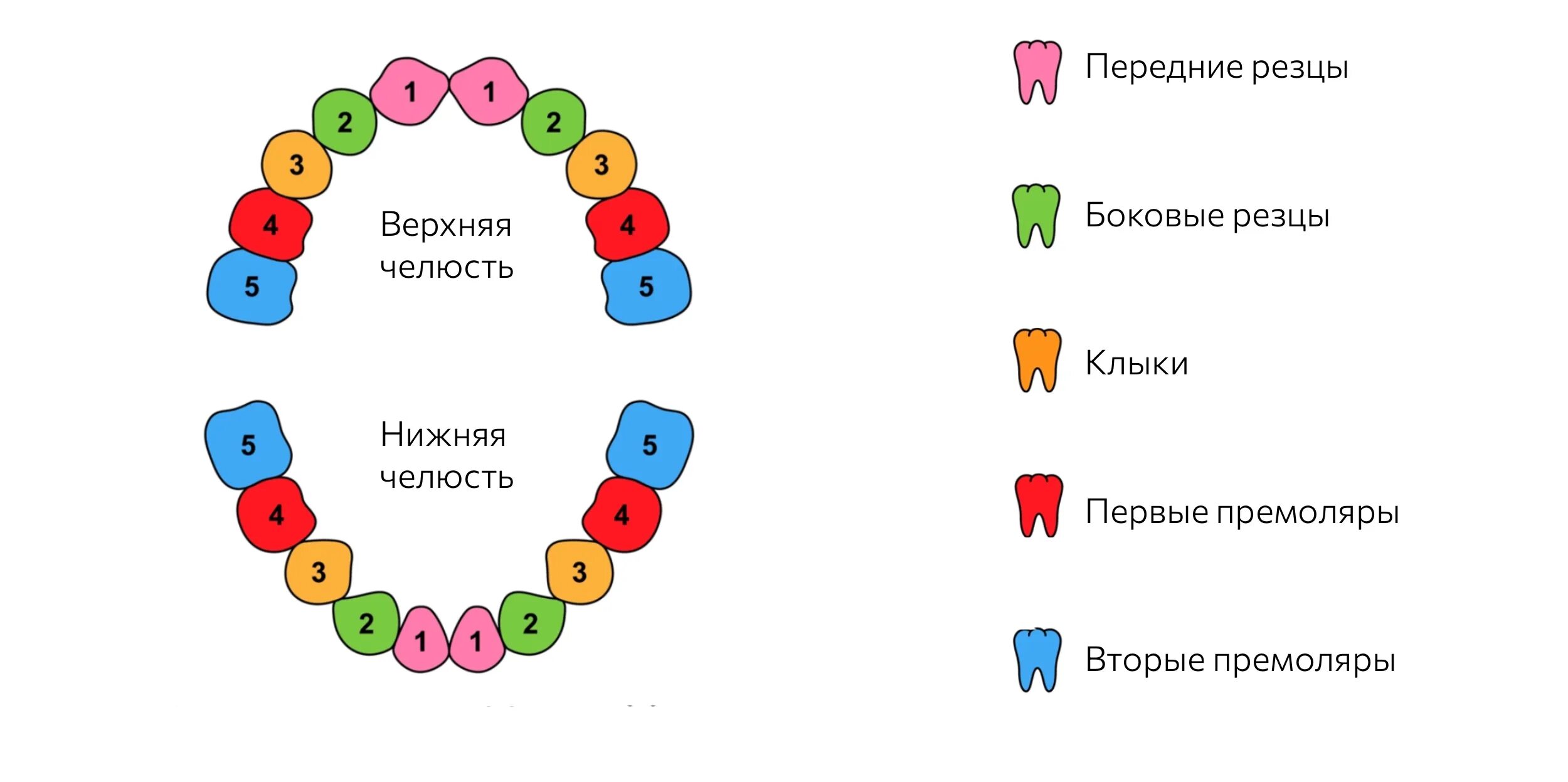 Схема прорезывания постоянных зубов у детей. Замена молочных зубов на постоянные схема. Схема прорезывания молочных зубов у детей до 2 лет. Схема прорезывания постоянных зубов у детей по возрасту. Коренные зубы у детей симптомы