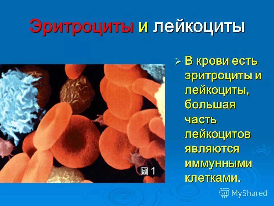 строение клетки эритроциты лейкоциты тромбоциты. клетки крови строение и функции эритроцитов. строение лейкоцитов и эритроцитов. кровяными клетками являются. тромбоциты эритроциты лейкоциты миоциты.