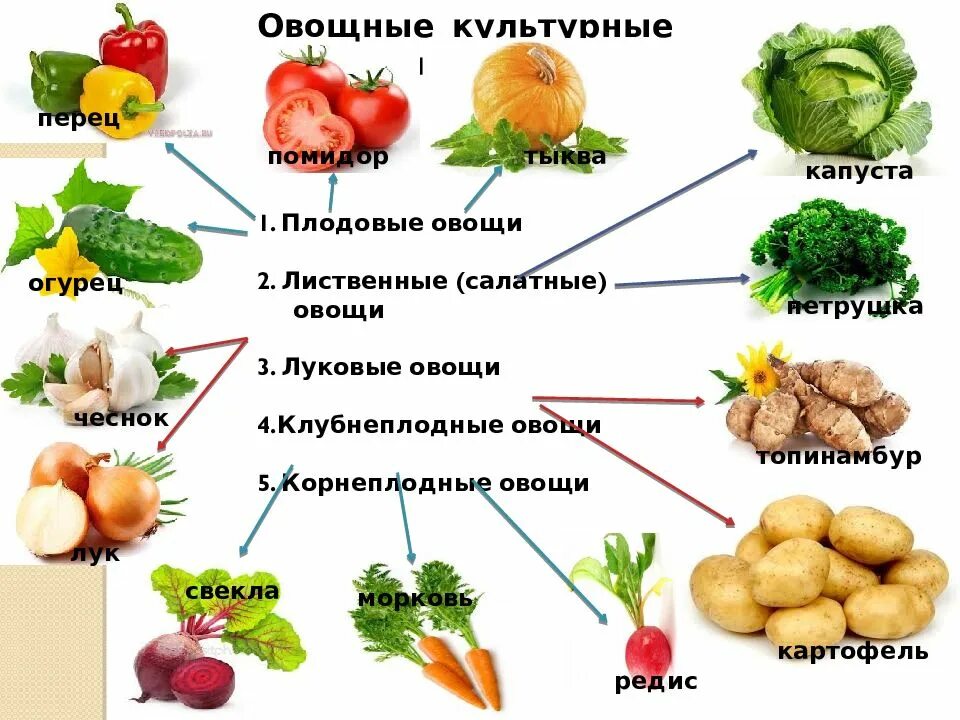 Овощные культурные растения. Овощные культурныетрастения. Овощные культуры примеры. Овощные растения примеры.