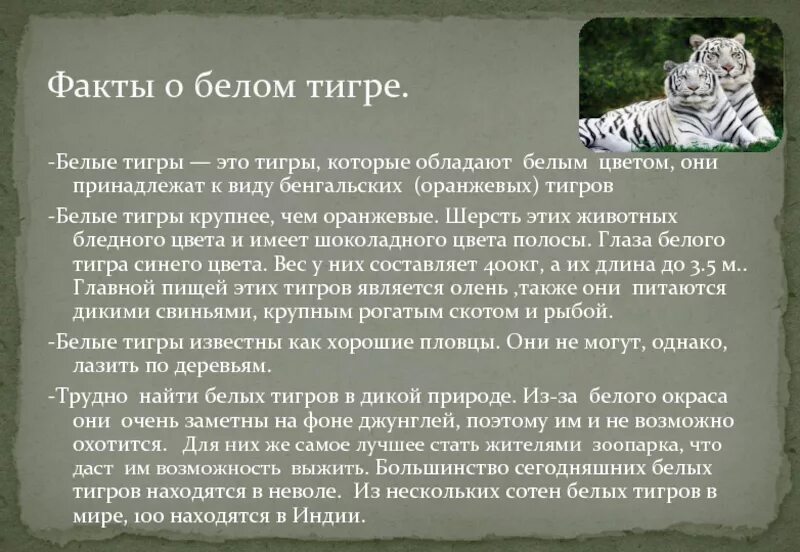 Белый тигр 2 класс. Рассказ о белом тигре. доклад о белом тигре. доклад про белого тигра. презентация о белом тигре.
