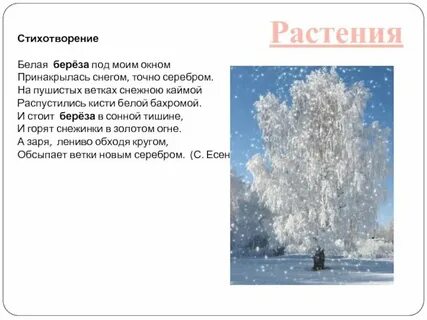 Стихотворение я заглядывал под кочки под березовые