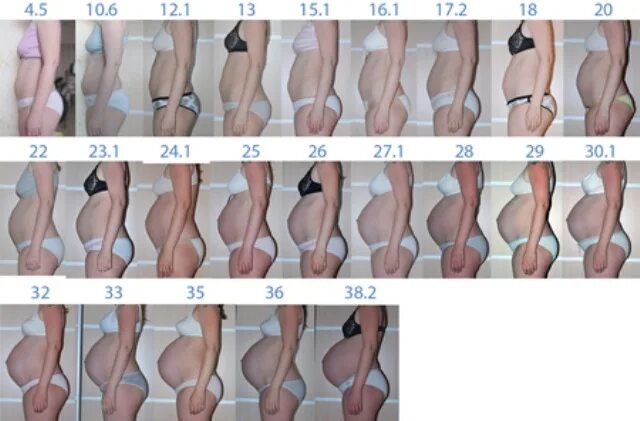 Pregnancy Stages: Over 1,445 Royalty-Free Licensable Stock Photos Shutterstock