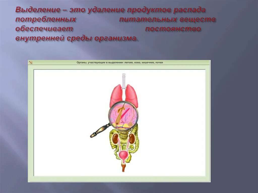 Органы выделения презентация. Выделение продуктов распада. Органы выделения у растений. Выделение веществ у животных.