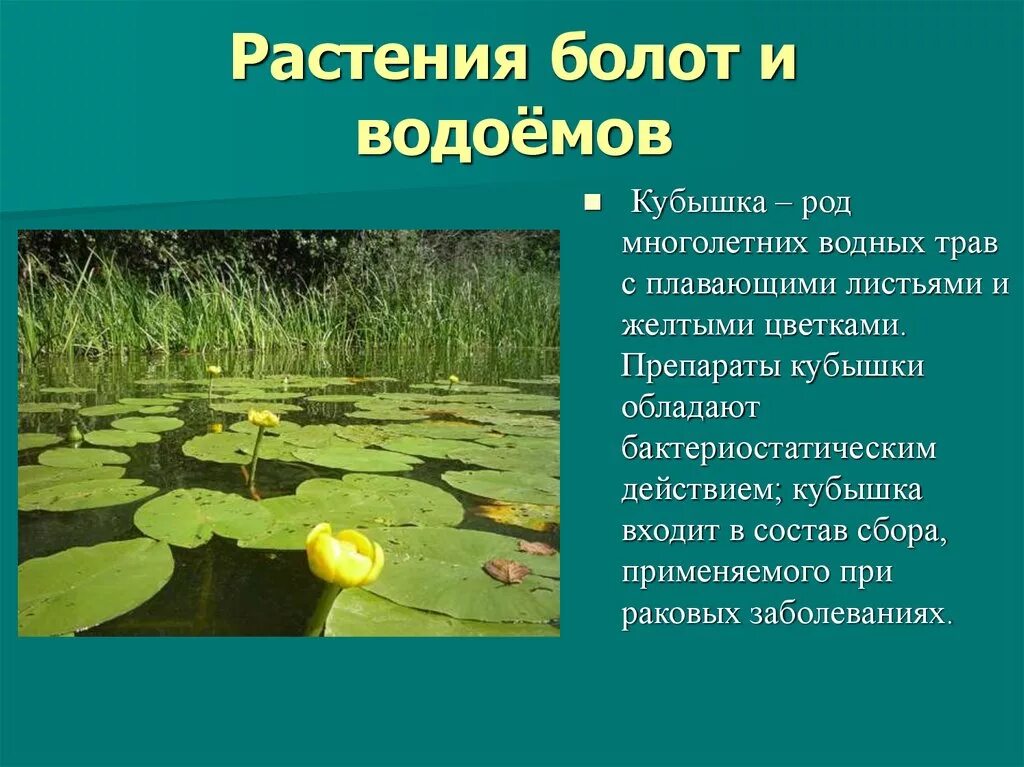 Таблица болот растения. Растения на болоте. Растения произрастающие на болотах. Растительный мир водоемов. Редкие водные растения.