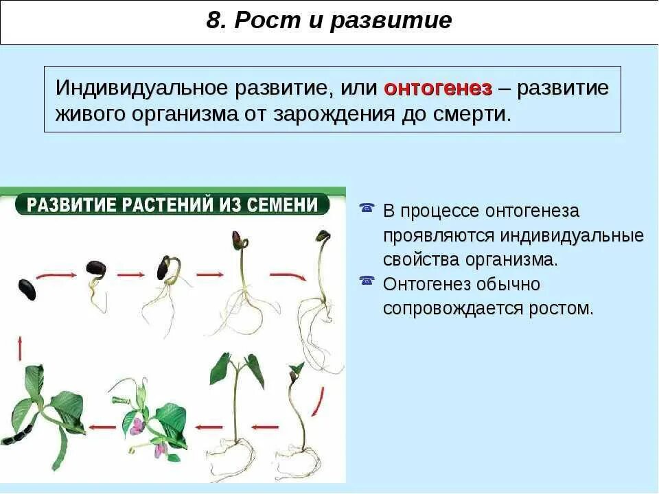 В чем особенность роста у растений. Что такое индивидуальное развитие в биологии 6 класс. Этапы индивидуального развития растений 6 класс таблица. Развитие организмов схема. Индивидуальное развитие организма особенности.