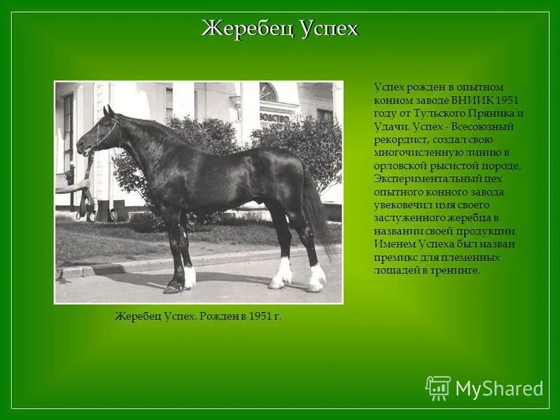 Аппарат для разведения лошадей. Коневодство отрасль животноводства. Завод по разведению коней. Воспроизводство лошадей. Лошадиная ферма.